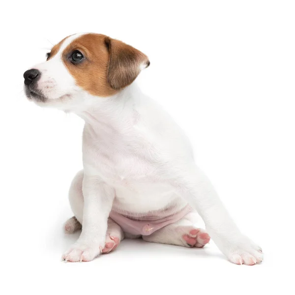 Jack Russell Terrier cachorro aislado sobre fondo blanco. Perro jack terrier sentado vista frontal estudio disparo. — Foto de Stock