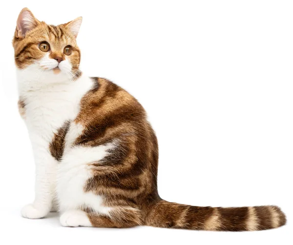 Kot z pasiastym ogonem siedzący na białym tle. Funny Red Cat patrzy w prawo i w górę z kamery. Brytyjski marmur krótkometrażowy z pięknymi dużymi oczami. Widok boczny — Zdjęcie stockowe