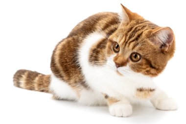 Portre kedisi pankarta bakıyor, beyaz arka planda izole edilmiş. Boşluğu kopyala.