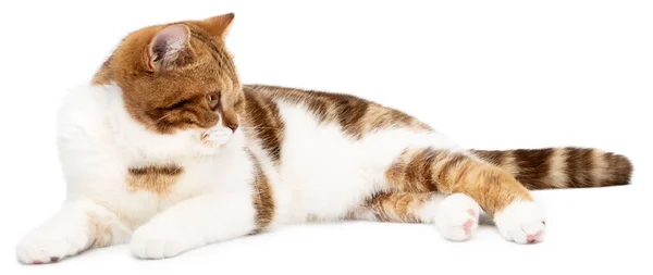 Cute cat lying isolated on white. Beautiful cat lie down look to right of camera — Stock Photo, Image