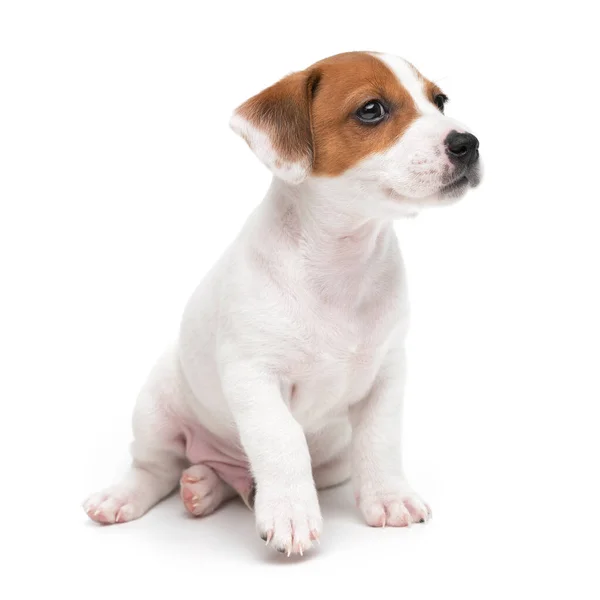 Jack Russell Terrier puppy sitting isolated on white background. Stock Image