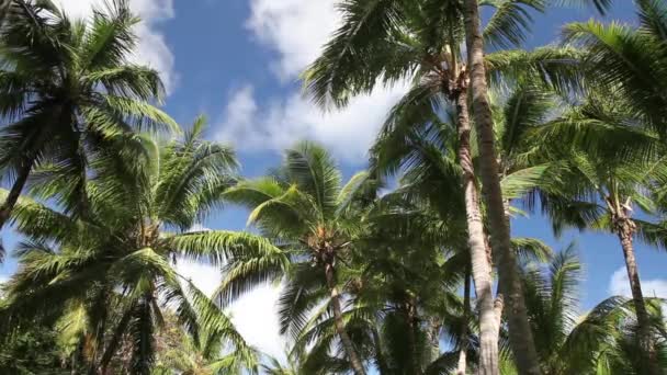 Palmbomen — Stockvideo