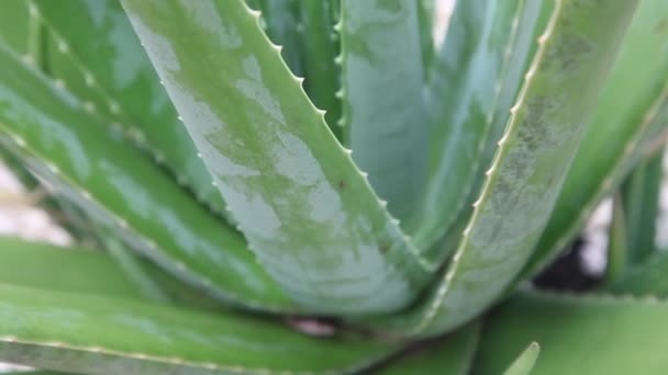 Aloe vera plant — Stock Video