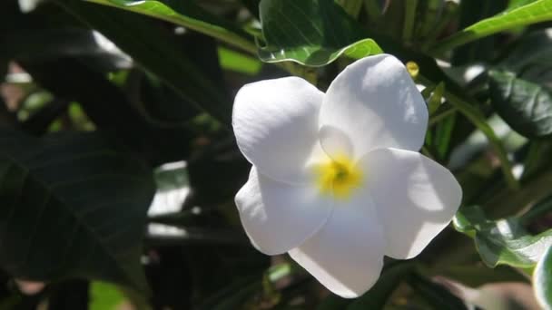 Witte bloem — Stockvideo