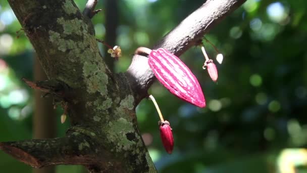 Cacao. — Vídeos de Stock