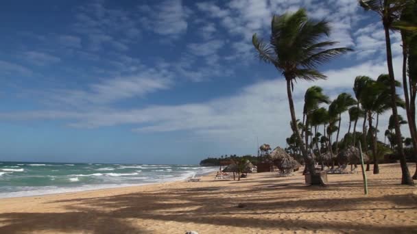 Palmbomen in de wind — Stockvideo