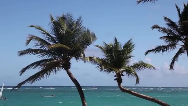 Palmbomen in de wind — Stockvideo