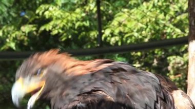 kartal
