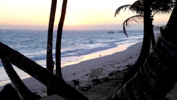 Correr al amanecer — Vídeos de Stock