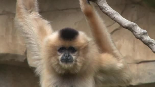 Gibbon... — Vídeo de Stock