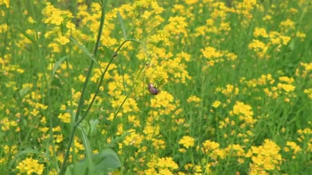 Flower — Stock Video