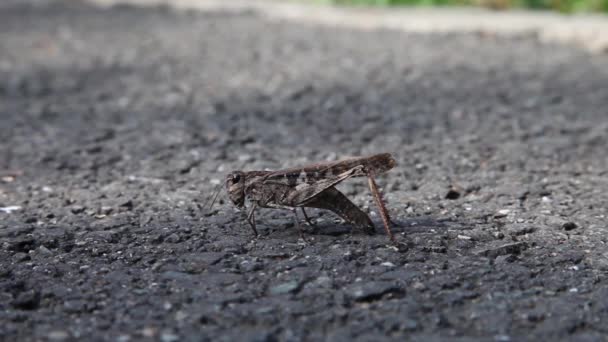 Cricket on street — Stock Video