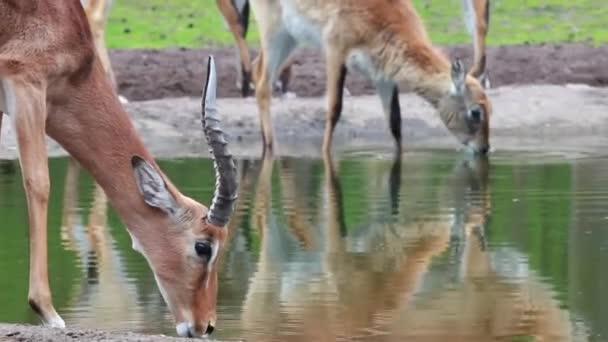 Impala — Vídeo de stock