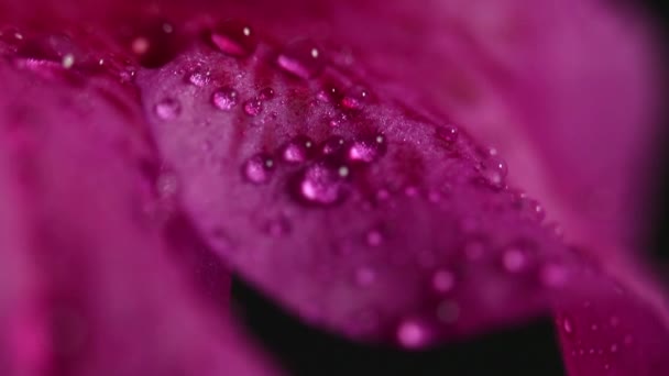 Roze bloem close up — Stockvideo