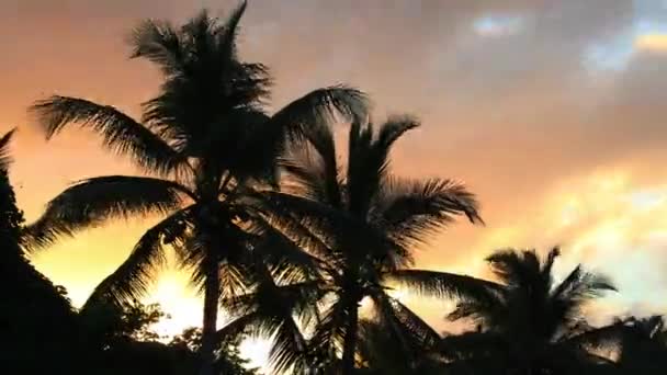 El lapso de tiempo del cielo con palmera — Vídeos de Stock