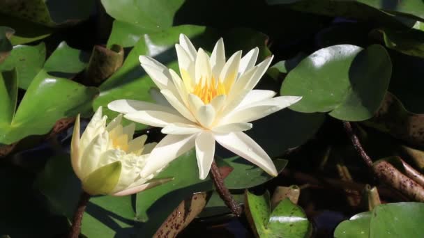 Mouvement lent de la fleur 