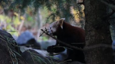 Kızıl panda