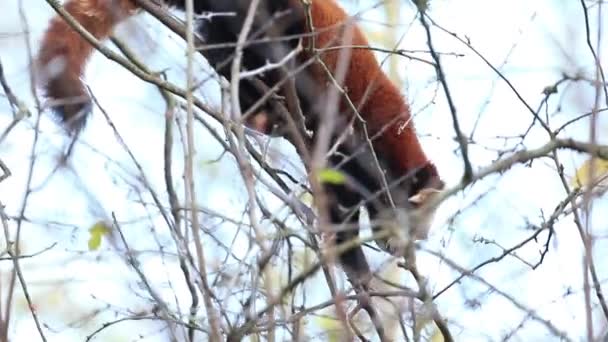 Panda rojo — Vídeo de stock