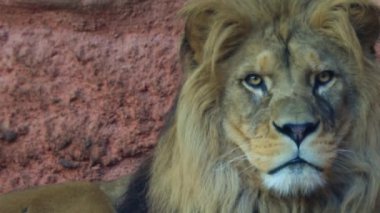 Aslan