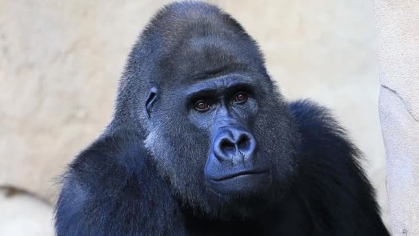 Gorilla fej — Stock videók