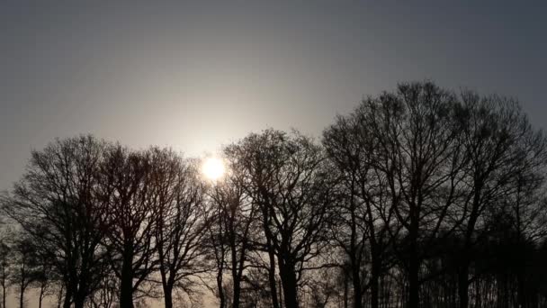 Árboles en invierno — Vídeo de stock