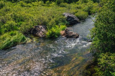 Dağ deresinin berrak sularında su yosunları olan manzaralı yeşil bir yer. Yeşillik arka planında, yemyeşil bitkiler arasında saydam su akışında bulunan su bitkileri. Dağın deresinde sualtı çimleri.