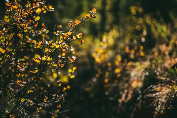 Foglie Oro Luce Del Sole Sfondo Foresta Autunno Bokeh Sfondo — Foto Stock