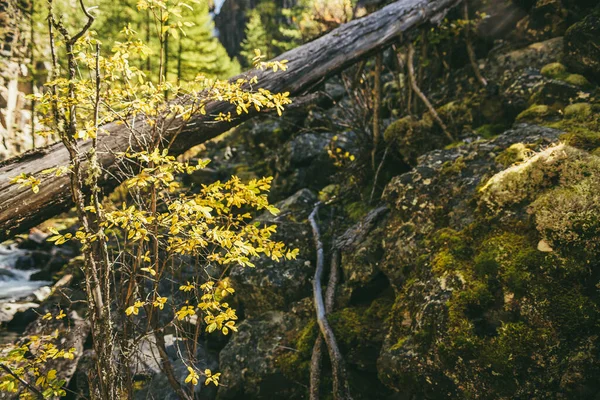 Paisaje Escénico Montaña Con Hojas Amarillas Sobre Pequeño Árbol Bosque — Foto de Stock