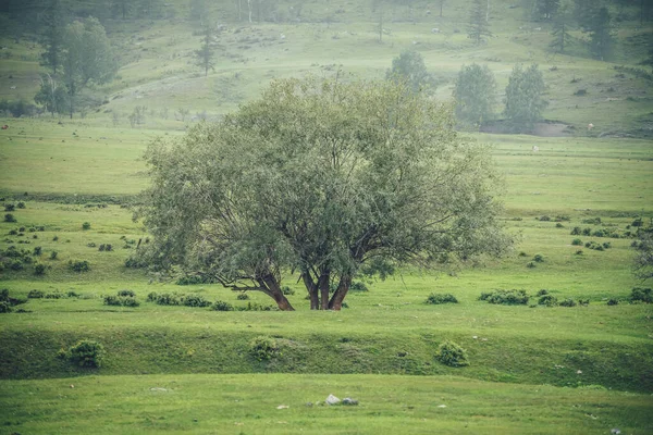Ağaçlı Yüksek Dağ Duvarına Bakan Güzel Söğüt Ağacıyla Yeşil Dağlık — Stok fotoğraf