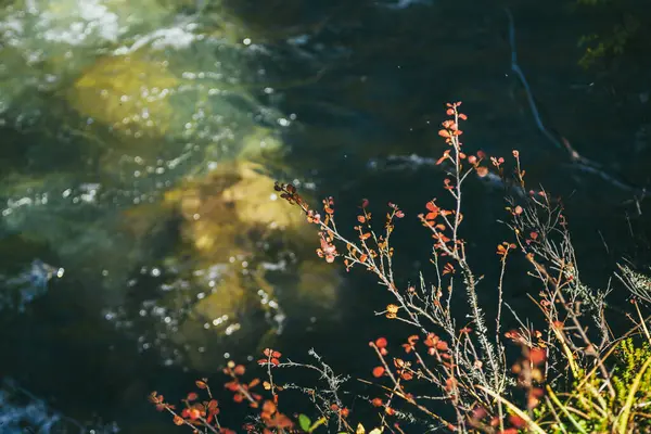 Scenic Autumn Nature Background Red Leaves Bokeh Green Water Stream — Stock Photo, Image