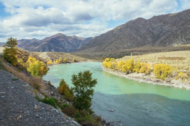 Renkli sonbahar manzarası, ağaçlarda altın yapraklar geniş turkuaz dağ nehri boyunca gün ışığında. Büyük dağ nehri ve sonbaharda altın rengi sarı ağaçlarla dolu parlak dağlık bir manzara.
