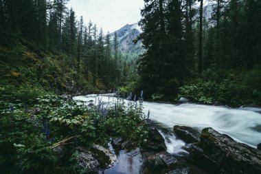 Atmosferik orman manzarası güçlü dağ nehri üzerinde yosunlu kayalar, ağaçlar ve vahşi bitkiler arasında hızla ilerliyor. Mor çiçekler dağ nehrinin çalkantılı sularında bulanık güç akışı sağlıyor..