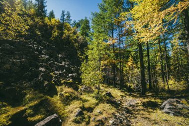 Sonbahar ormanlarında altın güneş ışığı altında sarı ağaçlarla manzaralı bir dağ manzarası. Sonbahar renklerinde dağların vahşi bitki örtüsü ile güneşli bir dağ manzarası. Dağ ormanlarında güneş ışığında altın yapraklar