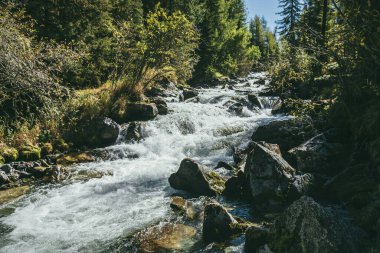 Vahşi ormanlarda gün ışığında güçlü bir dağ nehri olan manzaralı dağlık bir yer. Güneşli bir günde ağaçların ve çalılıkların arasında güzel bir nehrin olduğu canlı bir sonbahar manzarası. Çalkantılı nehrin akıntılarına sıçrıyor.