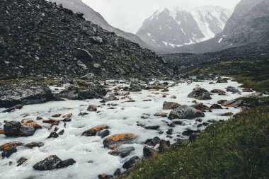 Yağmurlu havalarda morinaların arasında dağ deresi olan atmosferik bir manzara. Karlı dağlardan gelen sütlü nehrin kasvetli manzarası. Su akıntısında yosun ve liken taşları. Dağ nehri kayaların arasında.