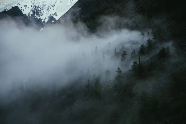 陡坡上的小山风景 针叶树丛生 山坡上的最低限度高山景观 低云中的螺杆顶部 山上雾蒙蒙的树木轮廓 — 图库照片