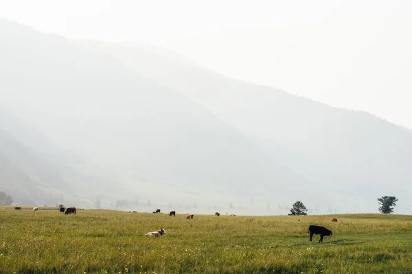 지방의 목초지에서 송아지와 소들이 아름다운 들판에 가축들이 아름다운 초장에서 송아지와 — 스톡 사진