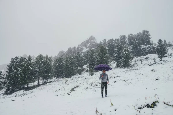Unseasonable crazy guy with violet umbrella stands on snowy mountain in snowfall on background of coniferous forest and sharp rocks. Mad man in winter on snow-covered hill with umbrella in blizzard.