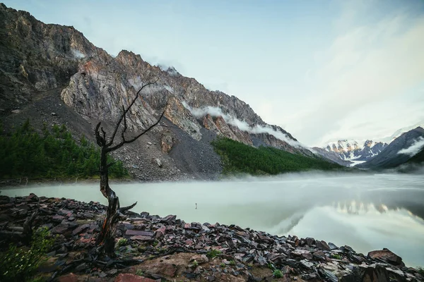 Scénická Alpská Krajina Suchým Stromem Břehu Zeleného Zrcadla Horské Jezero — Stock fotografie