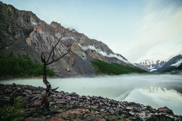 Paesaggio Alpino Panoramico Con Albero Secco Sulla Riva Del Lago — Foto Stock