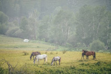 Güzel atlar dağların arka planındaki ağaçların arasında ormanla birlikte otlar. Tepede beyaz atlar ve kahverengi atlarla muhteşem bir dağ manzarası. Dağ kırsalının yeşil manzarası.