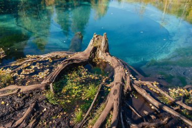 Turkuaz gölün berrak sularında ağaç kütüğüyle dolu renkli sonbahar manzarası ve güneş ışığındaki sarı ağaçların yansıması. Altın sonbahar renklerinde dağ gölü. Sonbahar zamanında alışılmadık saydam göl.