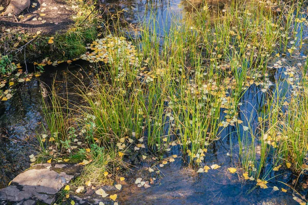 Las Hojas Amarillas Otoñales Flotan Aguas Poco Profundas Entre Hierba —  Fotos de Stock