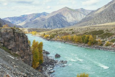 Renkli sonbahar manzarası, ağaçlarda altın yapraklar geniş turkuaz dağ nehri boyunca gün ışığında. Büyük dağ nehri ve sonbaharda altın rengi sarı ağaçlarla dolu parlak dağlık bir manzara.