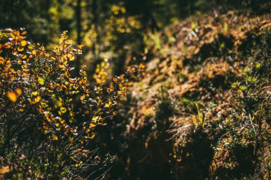 Sonbahar ormanı Bokeh 'in arka planında gün ışığında altın yapraklar. Sonbaharda güneş ışığında sarı yapraklarla donatılmış minimalist bir ortam. Sonbahar renklerinde sahne minimalizmi. Sonbahar renklerinde turuncu yapraklar.