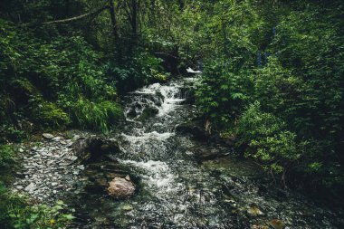 Yeşil manzaralı, gür bitki örtüsü ve ormandaki çalılıklar arasında berrak bir dağ deresi. Dağ deresindeki kaynak suyu ile vahşi bitki örtüsünün ortasındaki atmosfer manzarası. Çimenlerin arasında küçük bir nehir.