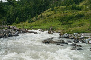 Ormanın yakınında taşları ve kayaları olan güçlü bir dağ nehri olan güzel yeşil bir manzara. Çalkantılı nehri ve tepede kozalaklı ağaçları olan manzaralı bir dağ manzarası. Çürümüş ağaç gövdesi hızlı suda.