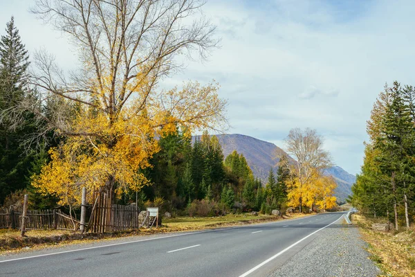 Colorido Paisaje Otoñal Con Abedul Con Hojas Amarillas Bajo Sol —  Fotos de Stock