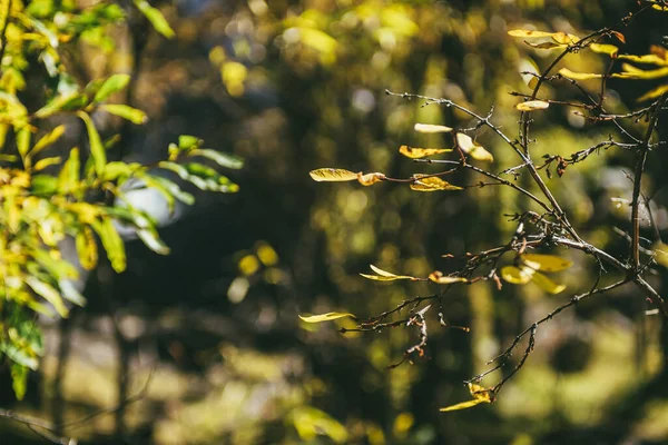 Színes Természet Háttér Sárga Levelek Napfényes Őszi Erdőben Minimalista Természet — Stock Fotó