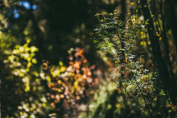 秋の森の太陽の下で多色の葉のボケの自然背景にリンゴンベリーの低木 日当たりの良い森の中には オレンジと赤の葉のボケエと野生の厚い 秋の森の日光 — ストック写真